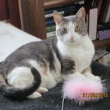 Love N Have Cats.. Experienced Cat Sitter To Play With, Medicate If Needed Feed, Brush Empty Litter Etc