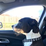 Vet tech with over 20 years experience looking for part time work to help you and your fur kids lives easier.