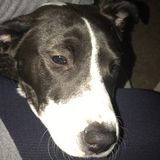 Your excellent pet sitter !