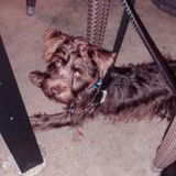 Buckhead Pet Sitter