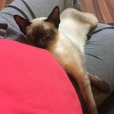 Trustworthy House Sitter in Hamilton, Ontario