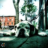 Cabbagetown Pet Care Daycare and Walking Service