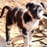 Professional Pet Sitter - Pet Sitting Done In Your Home