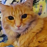 Pet Sitting Wanted in Missiom Bend