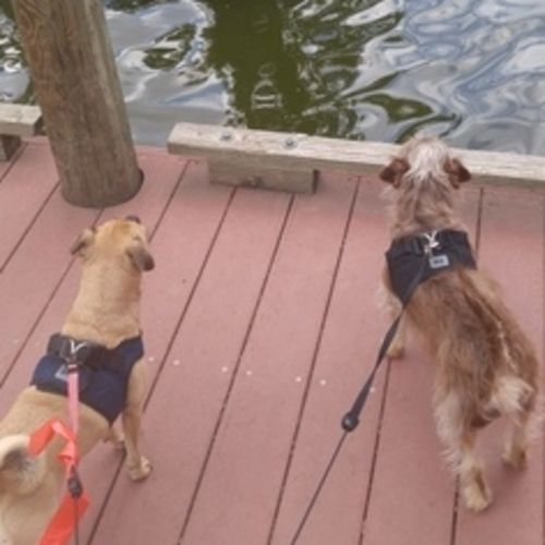 Pet Care Job Heather Sukin's Profile Picture