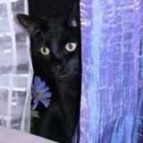 Caring, Trustworthy, Reliable Pet Sitter Available Now