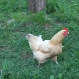Seeking New Albany House and Pet Sitter Jobs