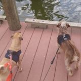 Need a pet sitting for 2 small dogs