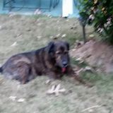 Excellent pet care sitter, have references.