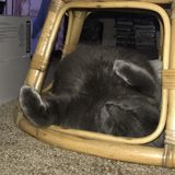 Interviewing For a Petsitter Opportunity in Mill Creek