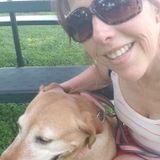 I am an ver looking to walk or sit for your pets.