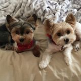 Milan Pet Sitter Posting