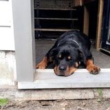 Red Deer, Alberta. Offering pet Sitting and Dog Walking