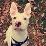 Trustworthy pet Sitter in Frederick