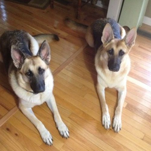Pet Care Provider Dalyn F's Profile Picture