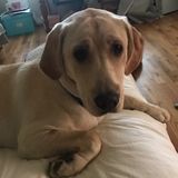 We are looking for an overnight pet sitter to stay at our home for two nights for our 8 month old puppy.