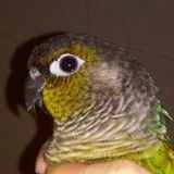Seeking West Boylston Housesitter Jobs