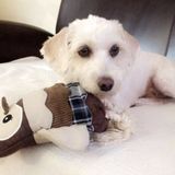 Available: Seasoned Pet Service Provider in Laveen, Arizona