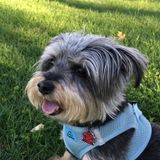 Alexandria, Virginia Dog Sitting Professional Posting