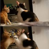Looking for a pet sitter for 2 lovely cats.