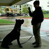 Phenomenal Pet Sitter in Helotes