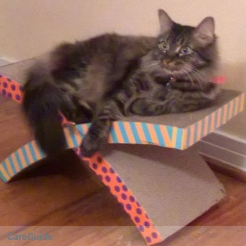 Pet Care Job Allison Rainwater's Profile Picture