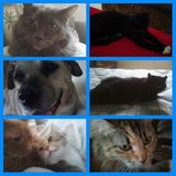 I am an experienced, compassionate and reliable pet sitter. (or as I refer to myself pet nanny)
