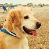 Looking for Good Petsitter in Portage