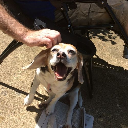 Pet Care Provider Abby Z's Profile Picture