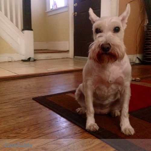 Pet Care Provider Felisha G's Profile Picture