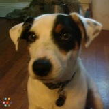 Dog Walking and Pet Sitting