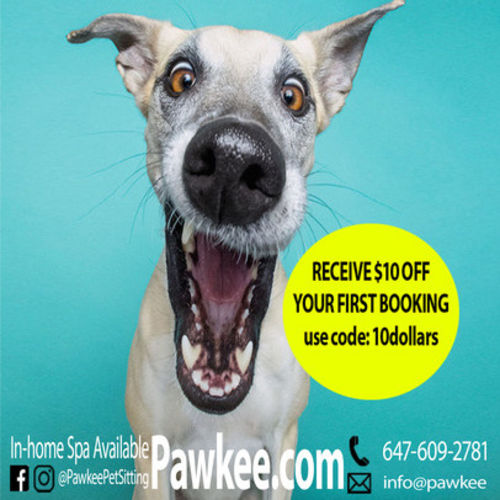 Pet Care Provider Pawkee P's Profile Picture