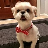 Occasional pet sitting for small dog