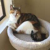 Well Trained Caretaker Needed in Laguna Niguel that loves kitties!