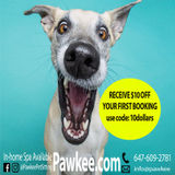 Pawkee Professional Pet Sitting Services Downtown Toronto