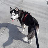 For Hire: Wonderful Pet Supervisor in La Mesa