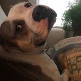 Winfield, Kansas Dog Walker Posting