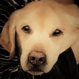 House & Pet Sitting, Pool & Lawn Care At Your Service Destin, Miramar Beach, Ft. Walton Beach,
