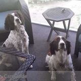 Two springer spaniels looking for a playmate when mom and dad are busy
