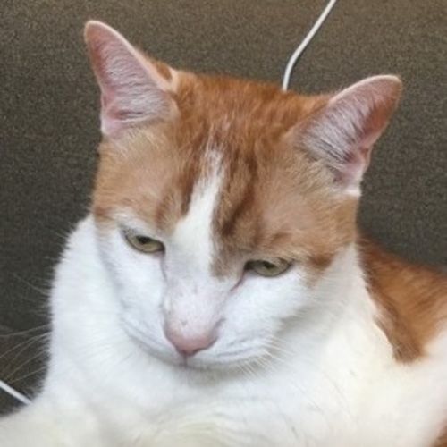 Pet Care Provider Alexei S's Profile Picture