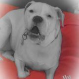 Eager to care for your beloved pets!