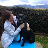Medicine Veterinary Student Searching for a Pet Care Provider Job in Ontario,- Canada