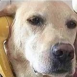 Wake Forest Animal Lover Interviewing For Work in North Carolina