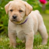 Etobicoke Dog Walker or pet sitter Seeking Work in greater Toronto