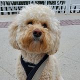 Trustworthy Pet Sitting Available Now!