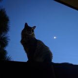 Seeking sitter to provide care for cat with medical needs during holidays