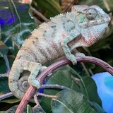 Skillful Reptile Supervisor Wanted For December and January 20