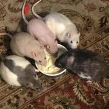 Seeking a knowledgeable pet sitter for my 5 rats and bearded dragon!