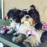 Excellent&Loving Petcare w/ Experience (6+ years)