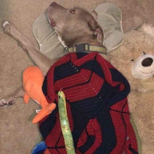 dog care takers near me